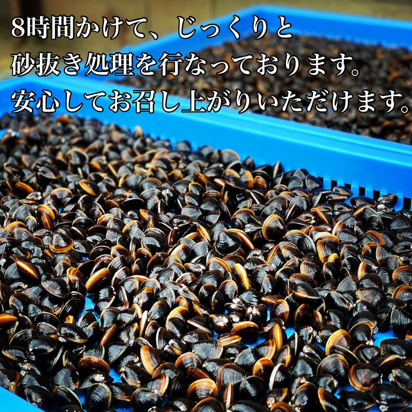 しじみ Mサイズ 2kg (500g×4)