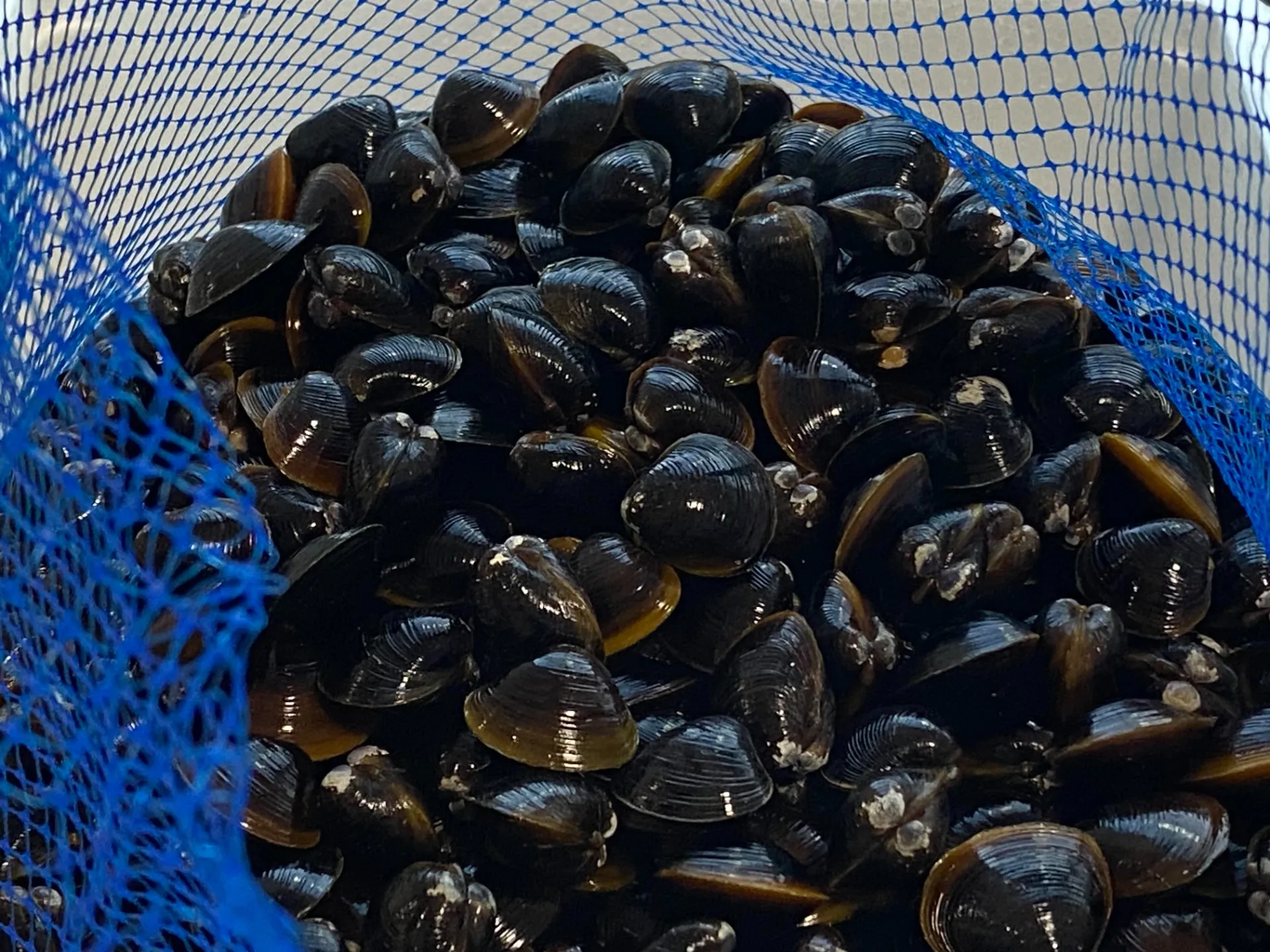 【宍道湖のしじみ】新鮮